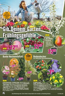 Akku Rasenmäher Angebot im Hornbach Prospekt, gültig von 15.03.2023 bis 12.04.2023 Akku Rasenmäher Angebot im aktuellen Hornbach Prospekt auf Seite 2