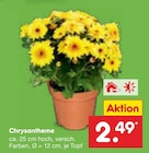 Aktuelle Blumen Angebote bei Netto Marken-Discount in Hamburg Aktuelles Chrysantheme Angebot bei Netto Marken-Discount in Hamburg ab 2,49 €