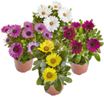 Bornholm Margeriten bei E center im Remseck Prospekt für 1,79 €