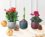 Mixte plantes fleuries dans le catalogue Super U