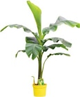 Promo Bananier à 24,99 € dans le catalogue Botanic à Valence
