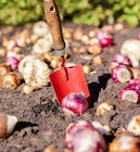 10% Rabatt Angebote bei Garten-Center Nordharz GmbH & Co. KG Salzgitter