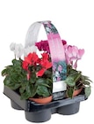 Barquette de 4 Cyclamen en promo chez Lidl Metz à 4,49 €