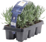 Lavendel Angebote bei Globus-Baumarkt Ludwigshafen für 7,99 €