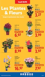 Offre Plantes dans le catalogue Lidl du moment à la page 29