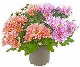Chrysantheme »Duo« im Angebot bei REWE in Bornheim Chrysantheme »Duo« Angebote von REWE Beste Wahl bei REWE Bornheim für 2,29 €