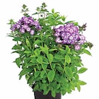 FLAMMENBLUME für 12,99 € bei Dehner Garten-Center im Angebot FLAMMENBLUME im aktuellen Dehner Garten-Center Prospekt