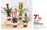 Mixte Bromelias dans le catalogue Super U