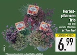 Aktuelles Herbstpflanzen Trio Angebot bei E center in Augsburg ab 6,99 €