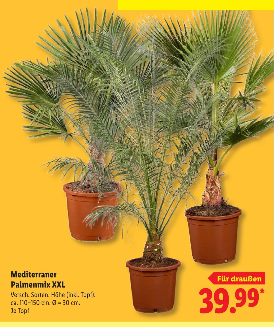 Lidl Prospekt: Alle Angebote auf einem Blick | Sparkules