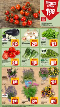 Blumen im aktuellen REWE Prospekt (Karlsruhe) Blumen im REWE Prospekt "Dein Markt" mit 20 Seiten (Karlsruhe)