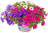 Gartenpflanzen im Kaufland Prospekt Gartenpflanzen im aktuellen Kaufland Prospekt für 1,99 €