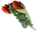 EDEKA Ascheberg - Amaryllis mit Eukalyptus Angebot im Prospekt Amaryllis mit Eukalyptus bei EDEKA im Ascheberg Prospekt für 2,49 €