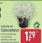 Calocephalus von Gardenline für 1,29 € bei ALDI Nord im Angebot Calocephalus von Gardenline im aktuellen ALDI Nord Prospekt