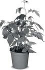 Beerenobststräucher Johannisbeere Angebote bei Netto Marken-Discount Rostock für 4,99 €