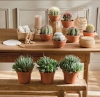 Cactus ou succulente pot 14 cm dans le catalogue Intermarché Super