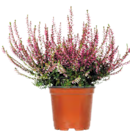Besenheide im OBI Prospekt Besenheide  im aktuellen OBI Prospekt für 2,79 €