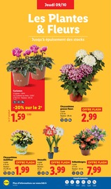 Chrysanthèmes Angebote im Prospekt "Ca vaut le coup." von Lidl Chrysanthèmes Angebote im Prospekt "Ca vaut le coup." von Lidl auf Seite 28