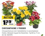 Aktuelles CHRYSANTHEME 1-TRIEBER Angebot bei OBI in Nürnberg ab 1,29 €