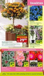 Kräuter Angebot im aktuellen Pflanzen Kölle Prospekt auf Seite 4