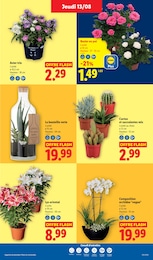Prix et réduction Plante D'intérieur dans le prospectus Lidl en cours Offre Plante D'intérieur dans le catalogue Lidl du moment à la page 29