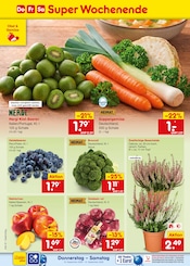 Pflanzen im Netto Marken-Discount Prospekt in Schorndorf Aktueller Netto Marken-Discount Prospekt mit Pflanzen, "Aktuelle Angebote", Seite 3