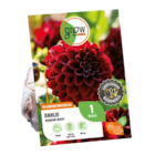 Blumenzwiebeln Angebote von GROW by OBI bei OBI Siegen für 2,99 €