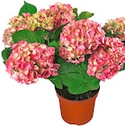 Penny Bentwisch - Gartenhortensie Angebot im Prospekt Gartenhortensie bei Penny im Bentwisch Prospekt für 9,99 €
