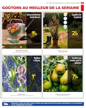 Fleurs Angebote im Prospekt "PRÉPAREZ L’AUTOMNE : JARDIN - BRICOLAGE" von Carrefour auf Seite 5