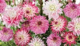 Bulbes de Dahlias Gros Volumes - Super U à Caen Bulbes de Dahlias Gros Volumes en promo chez Super U Caen à 5,99 €