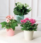 Plantes fleuries en promo chez Super U Caen à 4,39 €