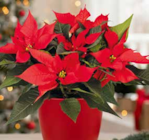 Weihnachtsstern-Mehrtrieb im Pflanzen Kölle Prospekt Weihnachtsstern-Mehrtrieb von im aktuellen Pflanzen Kölle Prospekt für 4,99 €