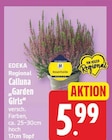 Calluna Garden Girls von EDEKA Regional im aktuellen EDEKA Prospekt