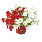 Beetpflanzen Duo 'Gartenerlebnis' im aktuellen Netto mit dem Scottie Prospekt