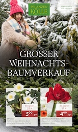 Pflanzen Kölle Prospekt für Wildau mit 12 Seiten Pflanzen Kölle Prospekt "GROSSER WEIHNACHTSBAUM-VERKAUF" für Wildau, 12 Seiten, 01.12.2025 - 07.12.2025