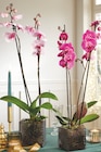 Phalaenopsis 2 tiges pot 12 cm dans le catalogue Intermarché Super
