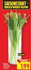 Tulpen von  im aktuellen E center Prospekt für 1,99 €