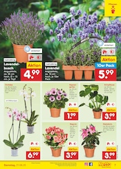Aktueller Netto Marken-Discount Prospekt mit Pflanzen, "Aktuelle Angebote", Seite 7