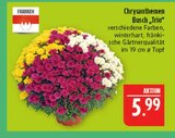 Chrysanthemen Busch 'Trio' im Angebot bei Marktkauf in Altenburg Chrysanthemen Busch 'Trio' Angebote von Franken bei Marktkauf Altenburg für 5,99 €