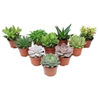 Plante succulente - Carrefour à Bordeaux Plante succulente en promo chez Carrefour Bordeaux à 1,99 €