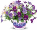 Aktuelle Blumen Angebote bei Netto Marken-Discount in Rostock Aktuelles Hornveilchen Angebot bei Netto Marken-Discount in Rostock ab 1,99 €