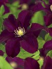 Kletterpflanze Clematis von FloraSelf für 11,95 € bei Hornbach im Angebot Kletterpflanze Clematis von FloraSelf im aktuellen Hornbach Prospekt