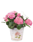 Hortensien-Busch im Zinkeimer (Hydrangea) im Angebot bei Pflanzen Kölle in Schorndorf Hortensien-Busch im Zinkeimer (Hydrangea) Angebote von Pflanzen Kölle bei Pflanzen Kölle Schorndorf für 24,99 €