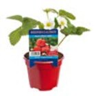 Erdbeeren Angebote bei Hagebaumarkt Karlsruhe für 1,99 €