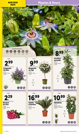 Plantes Angebote im Prospekt "Lidl forcément moins cher" von Lidl auf Seite 28