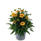 Aktuelle Blumen Angebote bei E center in Nürnberg Aktuelles Sonnenhut Angebot bei E center in Nürnberg ab 2,99 €