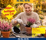 Aktuelle Pflanzen Angebote bei Lidl in Aachen Aktuelles Heidekraut Angebot bei Lidl in Aachen ab 0,99 €