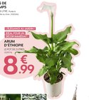 ARUM D’ÉTHIOPIE en promo chez Truffaut ARUM D’ÉTHIOPIE dans le catalogue Truffaut