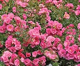 Bodendeckerrosen rosa im Angebot bei Thomas Philipps in Regensburg Bodendeckerrosen rosa Angebote bei Thomas Philipps Regensburg für 1,99 €