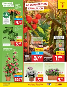 Pflanzen im Netto Marken-Discount Prospekt "Aktuelle Angebote" mit 69 Seiten (Chemnitz)